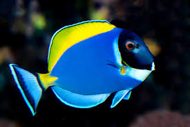 Tang: Powder Blue