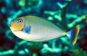 Tang: Vlamingi