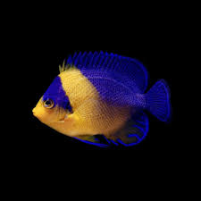 Angel: Venustus