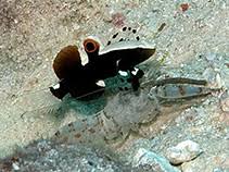 Goby: White Cap; & Shrimp