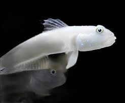 Goby: White Sleeper