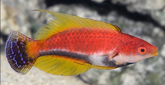 Wrasse: Yellow Fin Fairy; Male