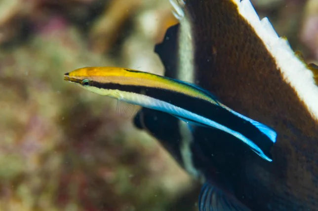 Wrasse: X-Mas Island Cleaner