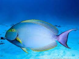 Tang: Yellowfin