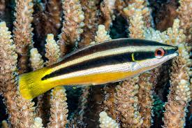 Wrasse: Yellowtail Cleaner