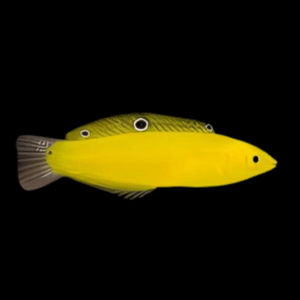 Wrasse: Yellow Coris