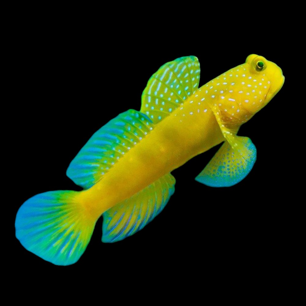 Goby: Yellow Watchman