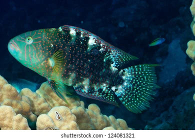 Wrasse: Abudjubbe; Red Sea