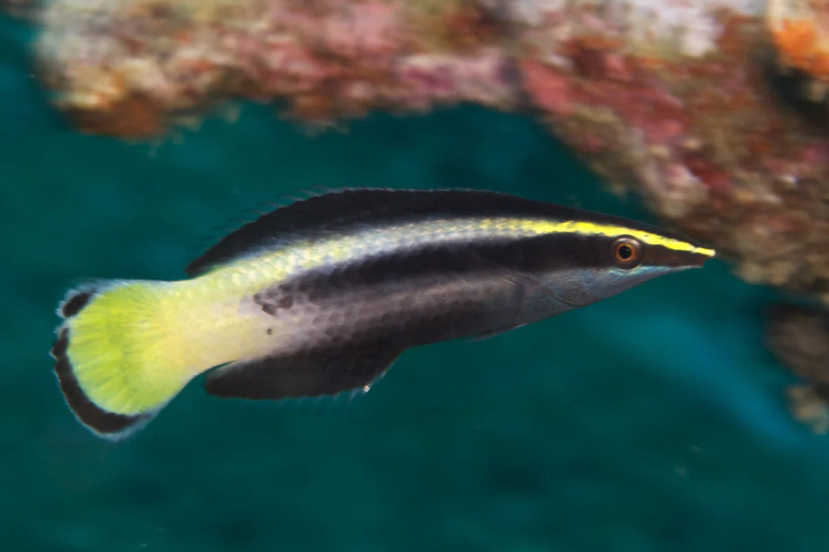 Wrasse: Bicolor Cleaner; Fiji
