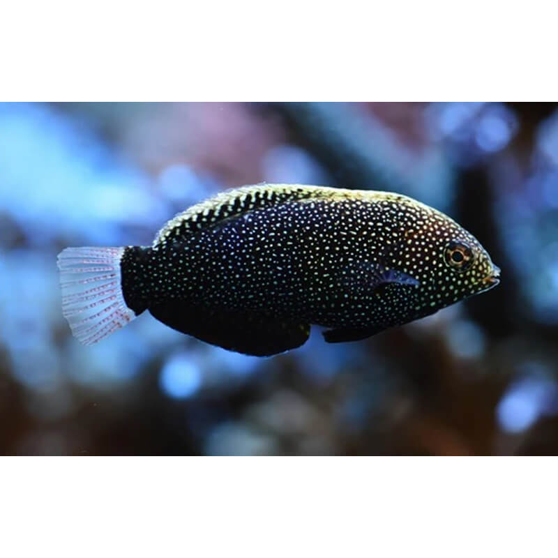 Wrasse: Black Leopard