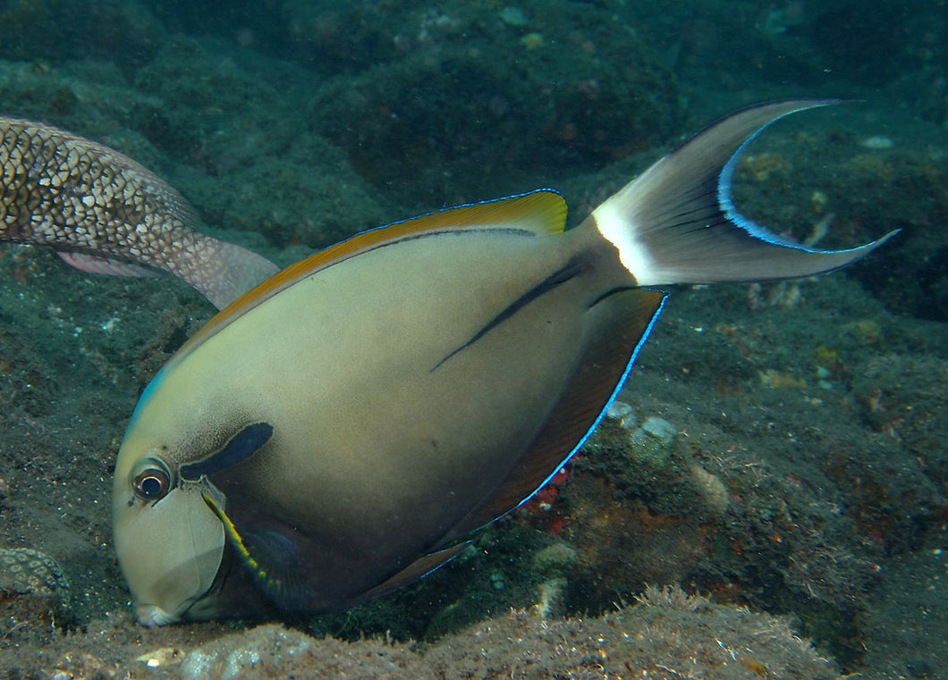 Tang: Black Shoulder