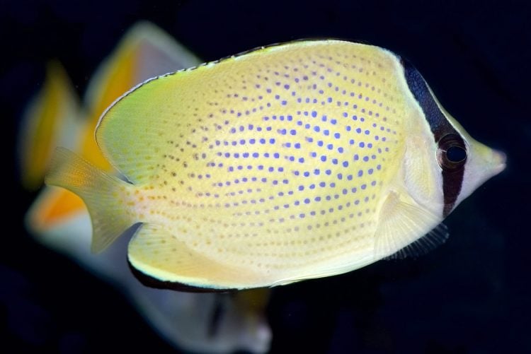 Butterfly: Citron