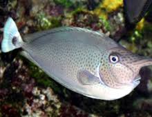 Tang: Spotted Unicorn