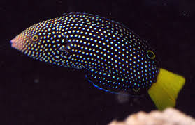 Wrasse: Yellowtail Tamarin; Fiji
