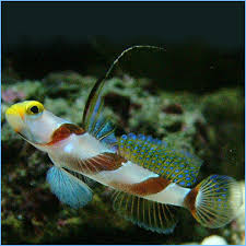 Goby: Yellow Rose (Antenna)