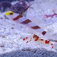 Goby: Yellow Rose  & Shrimp