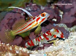 Goby: Yasa Hashe; & Shrimp