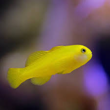 Goby: Yellow Clown
