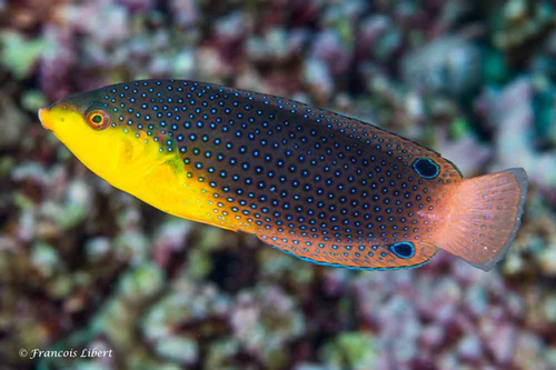 Wrasse: Twisti