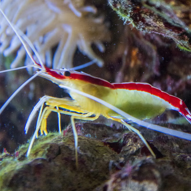 Shrimp: Cleaner