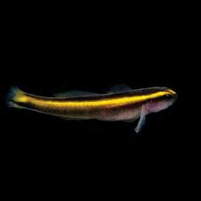 Goby: Yellowstripe Neon; T.R.