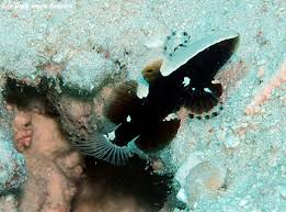 Goby: White Cap