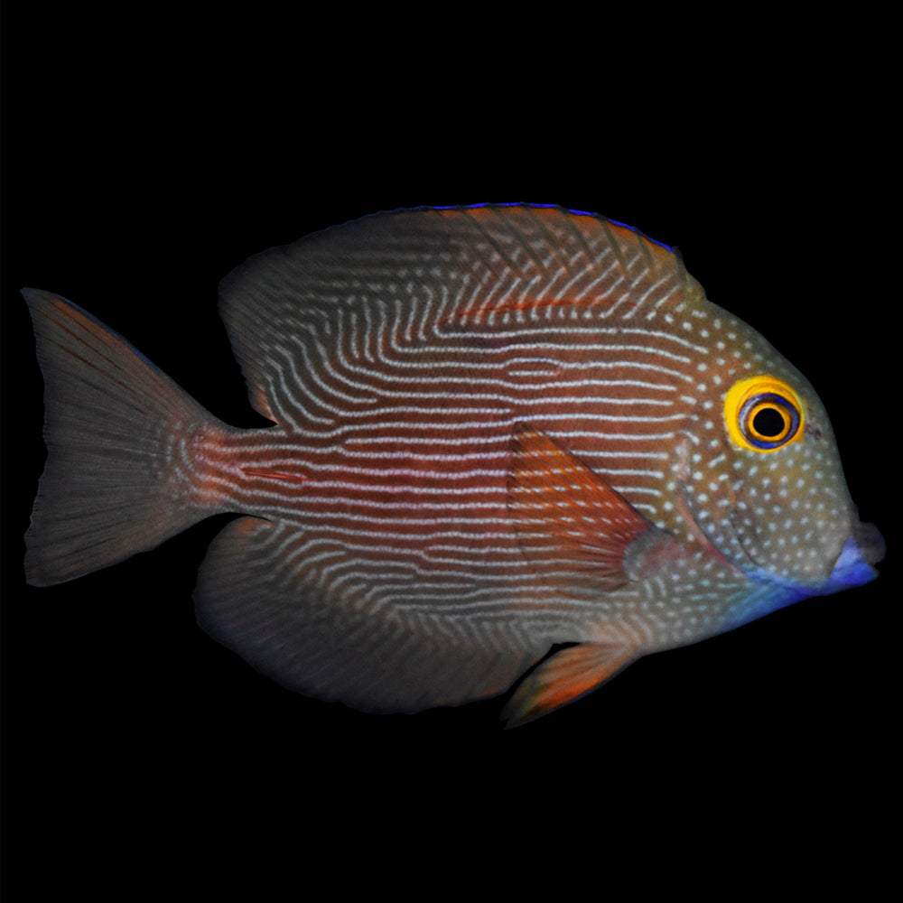 Tang: Spotted Yellow Eye; I.O.