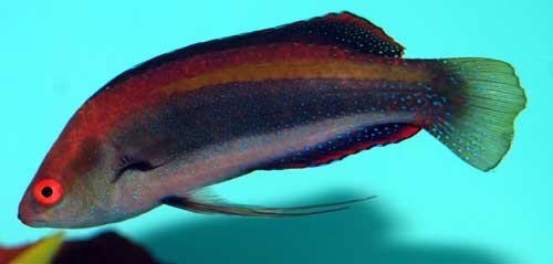 Wrasse: Vila; Van.