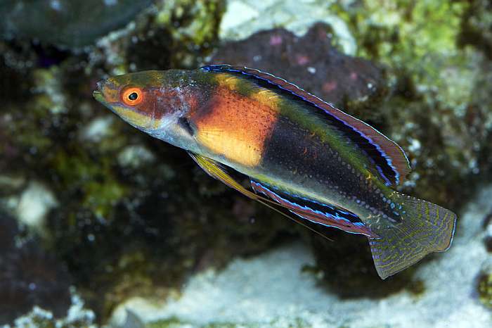 Wrasse: Balteatus Fairy; Pair