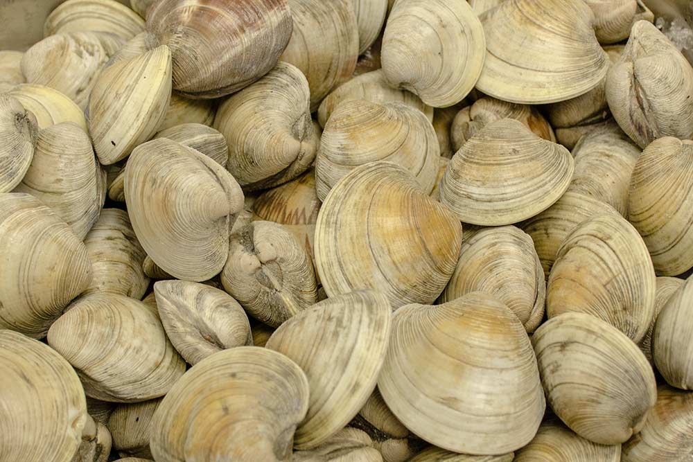 FFF:Clams(Whole)-16oz