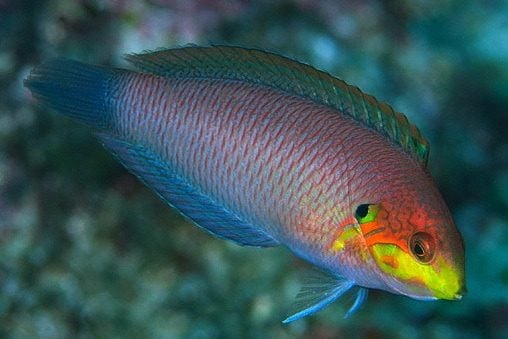 Wrasse: Moyeri Leopard