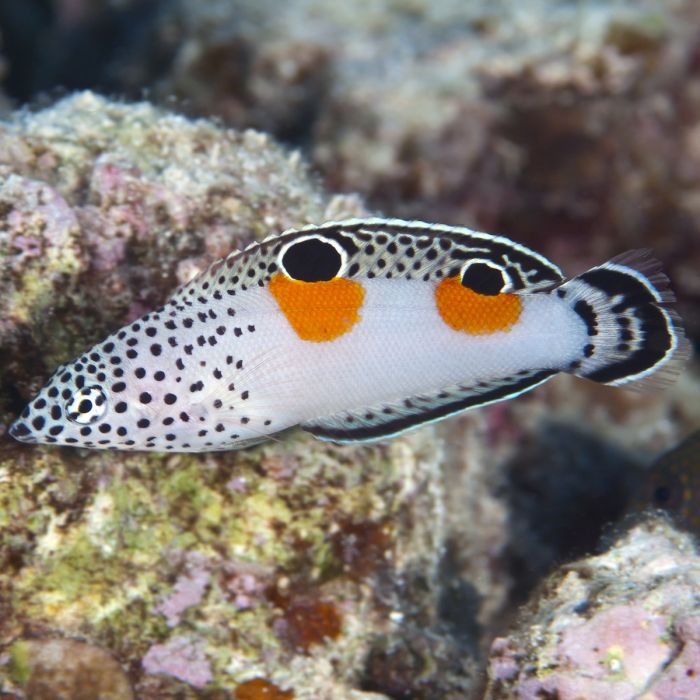 Wrasse: Twin Spot Coris
