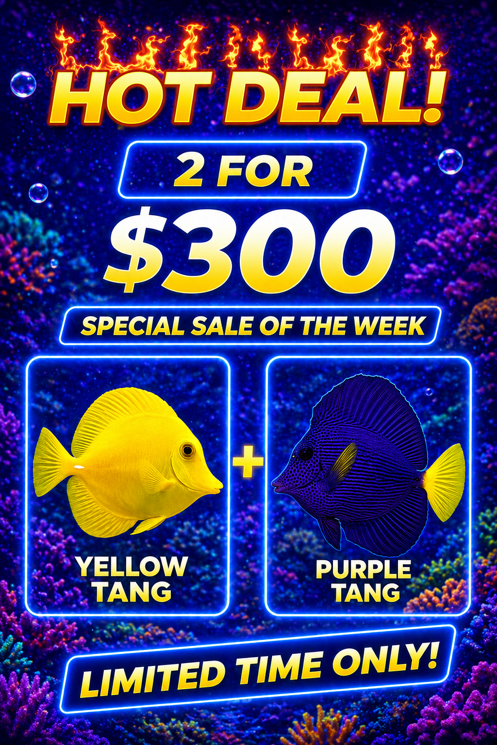 Yellow Tang & Purple Tang