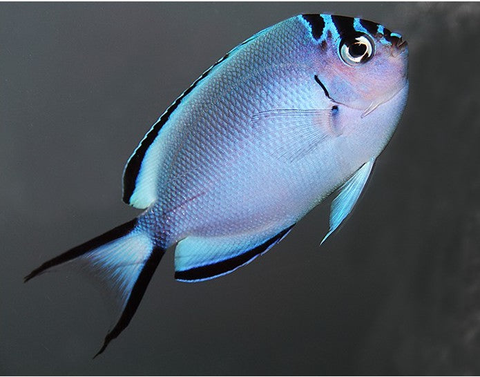 Angel: Watanabei; Female; Fiji