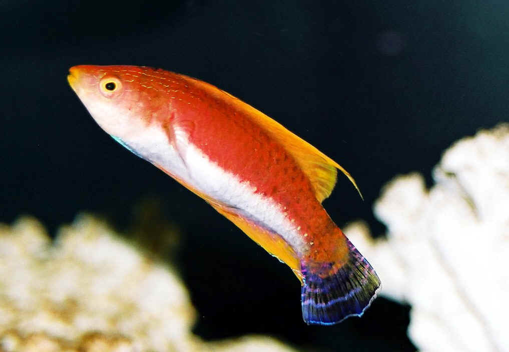 Wrasse: Whipfin Fairy; Male
