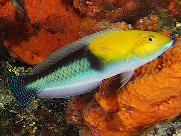 Wrasse: Yellow Head; Atl.